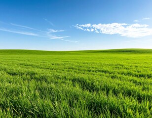 Obraz premium green field and blue sky