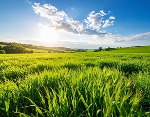 field of wheat