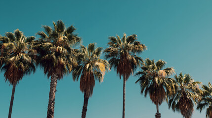A row of palm trees against the clear blue sky, with a vintage film aesthetic.