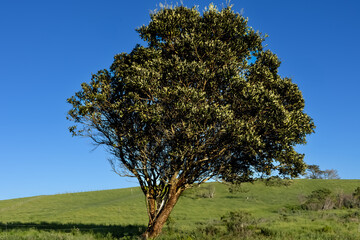 Tree in golden morning light at Long Bay, Auckland