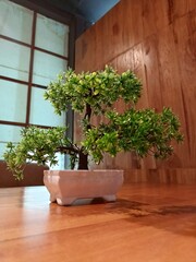 Bonsai plant in a pot