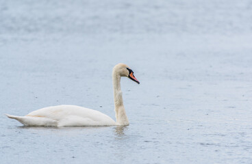 Graceful white Swan swimming in the lake, swans in the wild. Portrait of a white swan swimming on a lake.