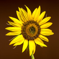 Fototapeta premium A vibrant sunflower on a dark brown background