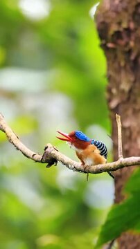lilac breasted roller