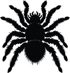 Vector art of silhouette of a tarantula spider with hairy legs creating a creepy and scary design for halloween