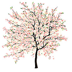 Fototapeta premium Cherry tree isolated White background 