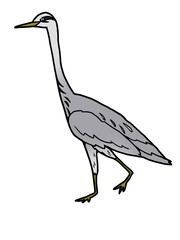 アオサギ（カラー）