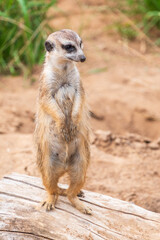 Meerkat, Suricata suricatta, on hind legs. Portrait of meerkat standing on hind legs with alert expression. Portrait of a funny meerkat sitting on its hind legs.