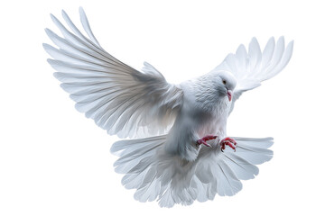 Fototapeta premium dove of peace