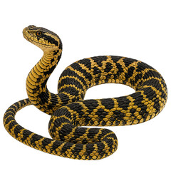 Fototapeta premium Black and yellow striped snake coiled on white background 