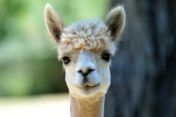 Obraz premium Close up of alpacas