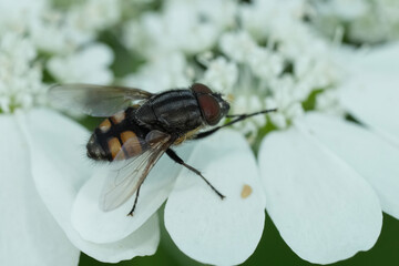 Closeup on a Locust blowfly,  Stomorhina lunata,  on a white flower in Bulgaria
