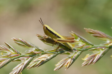 Closeup on a nice colored cute nymph larvae  Jersey or Sharp-tailed grasshopper, Euchorthippus...