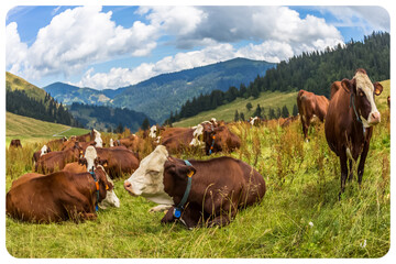 Vaches laitières au col des Aravis, Savoie