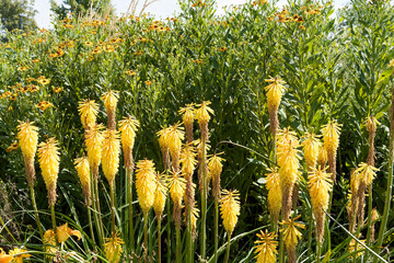 Kniphofia uvaria - Long-crested tritoma. Yellow tubular flowers in spikes at the top of erect stems...