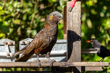 Kaka