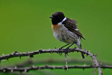 Schwarzkehlchen -Männchen // European stonechat - male (Saxicola rubicola)
