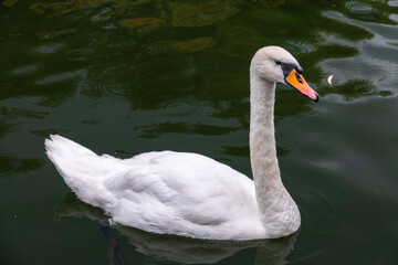 A graceful white swan swimming on a lake with dark water. The white swan is reflected in the water