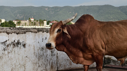 Brown zebu bull in the sacred city of Pushkar with mountains and historic architecture in the...