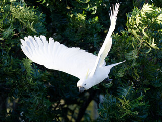 Sulphur-Crested Cockatoo (Cacatua galerita) in flight  with green leafed tree in background