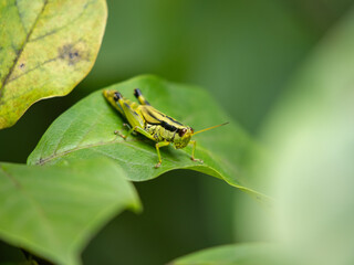 Grasshopper resting on a green leaf leaf