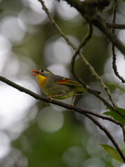 closeup of a cute colorful brid, tiny Red-billed leiothrix perched on a tree branch