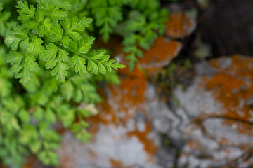 Green fern leaves with yellow moss and algae covering rocks in the background