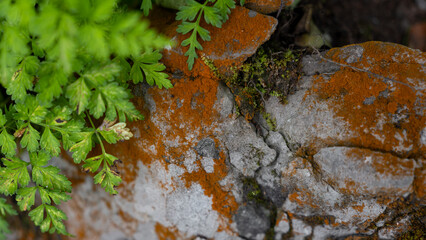 Green fern leaves with yellow moss and algae covering rocks in the background