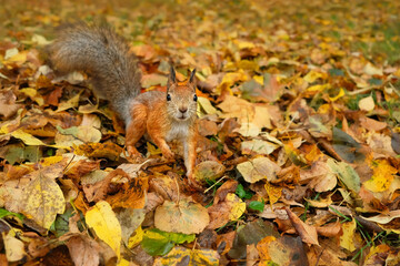 curious red squirrel in autumn park, natural fallen leaves background. portrait of Eurasian red squirrel (Sciurus vulgaris) in natural habitat. save wild life, care of wild animals, ecology concept