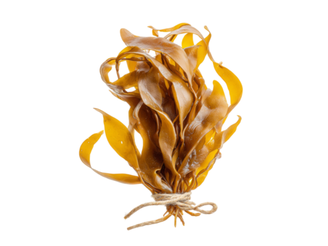 Dried kelp seaweed bundle organic natural food, Isolated On White Background, Png Transparent