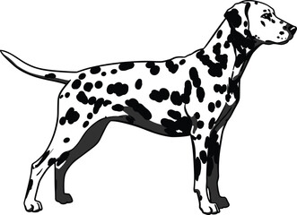 Dalmatian dog illustration standing side view, spotted animal vector drawing, pet breed art design for print