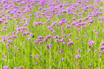 Verbena bonariensis flowers, Argentinian Vervain or Purpletop Vervain, Clustertop Vervain, Tall Verbena, Pretty Verbena, in garden