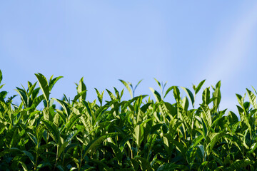 Blue skies and tea fields: the scenery of Uji, Kyoto