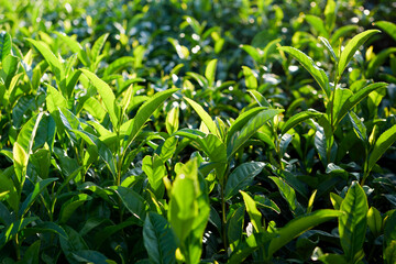 Kyoto Uji, green tea fields