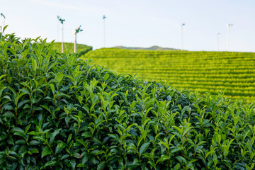 Kyoto Uji, green tea fields