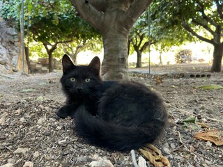 A black cat sits on the ground outside in nature