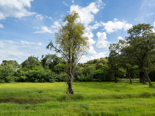 The countryside in the Surin province of Isaan region of Thailand