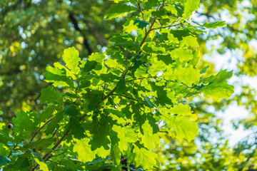 Green oak leaves background. Plant and botany nature texture. green oak leaves in woods