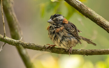 Morgenammer (Zonotrichia capensis), rufous-collared sparrow