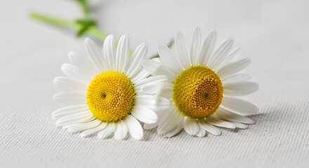 Fototapeta premium Two beautiful daisies resting on a white surface, close-up capturing their details