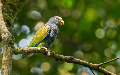 Weißkopfpapagei (Pionus senilis), white-crowned parrot