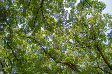 Lush green canopy of a forest, with sunlight filtering through the leaves and branches against a soft blue sky.