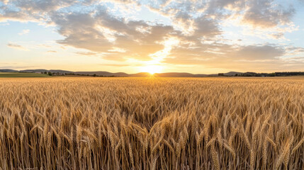 Obraz premium Golden wheat field glowing at sunset, creating serene and picturesque landscape