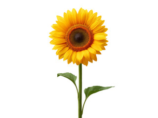 Fototapeta premium Single sunflower blooming isolated on black background, Isolated On White Background, Png Transparent