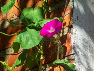 Vibrant Morning Glory Against Brick Wall