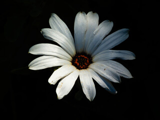 Pure White Daisy Against a Dark Background