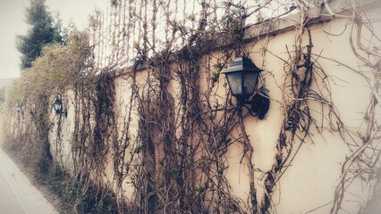 Old wall with dry climbing vines in winter © Viktor