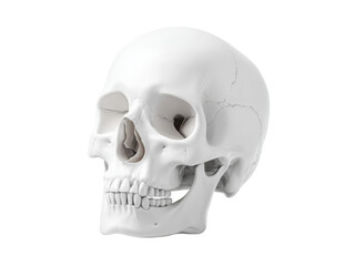 Obraz premium Human skull model anatomy study medical science, Isolated On White Background, Png Transparent