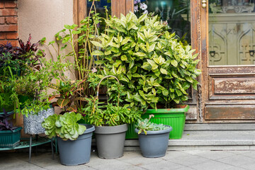 Flowers by the Old Door