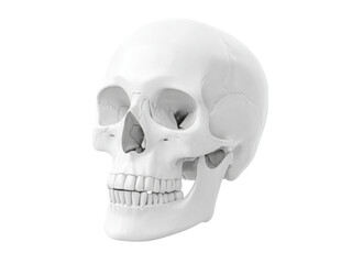 Human skull anatomy model 3d render isolated black background, Isolated On White Background, Png Transparent